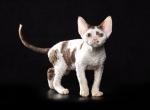 Zeron - Devon Rex Cat For Sale - Norwalk&comma; CT&comma; US