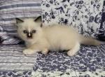 Blaze - Ragdoll Cat For Sale - Bigmount&comma; PA&comma; US
