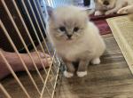 Asia's female kitten - Himalayan Cat For Sale - Greenville&comma; OH&comma; US