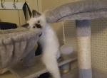 Sebastian - Ragdoll Cat For Sale - Bigmount&comma; PA&comma; US