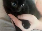 Bombay - Bombay Cat For Sale - Brockton&comma; MA&comma; US