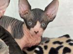 Female 2 - Sphynx Cat For Sale - CO&comma; US