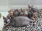 Little Love Bugs - Sphynx Cat For Sale - CO&comma; US