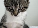 Acorn - Domestic Cat For Sale - West Springfield&comma; MA&comma; US
