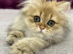 Fiona - British Shorthair Cat For Sale - Los Angeles&comma; CA&comma; US