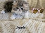 Paris - Persian Cat For Sale - Warminster&comma; PA&comma; US