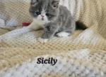 Sicily - Persian Cat For Sale - Warminster&comma; PA&comma; US