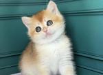 Furiya - British Shorthair Cat For Sale - Glendale&comma; CA&comma; US