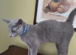 Fynn - Russian Blue Cat For Sale - Bridgewater&comma; NJ&comma; US