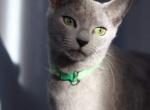 Blueberry - Russian Blue Cat For Sale - Bridgewater&comma; NJ&comma; US