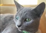 Bluebelle - Russian Blue Cat For Sale/Retired Breeding - 