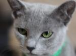 Zara - Russian Blue Cat For Sale - Bridgewater&comma; NJ&comma; US