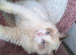 Bicolor Ragdoll Kitten Male - Ragdoll Cat For Sale - Saint Joseph&comma; MO&comma; US