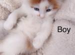 Friendly - Ragdoll Cat For Sale - Vancouver&comma; WA&comma; US