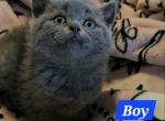 British Shorthair Blue Boy Gary - British Shorthair Cat For Sale - Lockport&comma; IL&comma; US