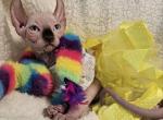 Sphynx Elf Girl Lola TICA - Sphynx Cat For Sale - Lockport&comma; IL&comma; US