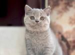Havok - British Shorthair Cat For Sale - Grayslake&comma; IL&comma; US