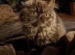 chocolate male - Persian Cat For Sale - Mora&comma; NM&comma; US
