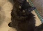 CFA Registered Black Smoke Kitten - Persian Cat For Sale - Conyers&comma; GA&comma; US