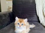 British shorthaired bright golden female kitten - British Shorthair Cat For Sale - Thornton&comma; CO&comma; US