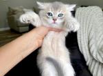 British shorthaired blue golden male - British Shorthair Cat For Sale - Thornton&comma; CO&comma; US