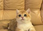 Luck - British Shorthair Cat For Sale - Glendale&comma; CA&comma; US