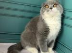 Firo - Scottish Fold Cat For Sale - Glendale&comma; CA&comma; US