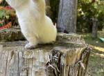 Skippy - Minuet Cat For Sale - West Branch&comma; MI&comma; US