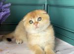 Juno - Scottish Fold Cat For Sale - Glendale&comma; CA&comma; US