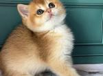 Leya - British Shorthair Cat For Sale - Glendale&comma; CA&comma; US