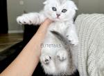Scottish fold chinchilla female kitten - British Shorthair Cat For Sale - Thornton&comma; CO&comma; US
