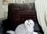 Scottish Fold Silver Chinchilla male kitten - Scottish Fold Cat For Sale - Thornton&comma; CO&comma; US
