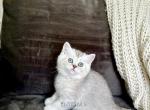 Scottish Straight Silver female kitten - Scottish Straight Cat For Sale - Thornton&comma; CO&comma; US