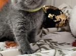 Brabus - British Shorthair Cat For Sale - Brooklyn&comma; NY&comma; US
