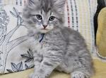 Royal - Siberian Cat For Sale - Arnold&comma; MO&comma; US