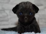Ostin - Devon Rex Cat For Sale - Norwalk&comma; CT&comma; US