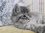 Diana - Siberian Cat For Sale - Arnold&comma; MO&comma; US