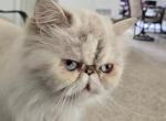 Rotini and Hope - Himalayan Cat For Sale/Retired Breeding - Satellite Beach&comma; FL&comma; US