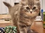Sake Trio - Himalayan Cat For Sale - Las Vegas&comma; NV&comma; US