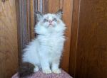 TICA Bicolor Ragdoll Kitten Female - Ragdoll Cat For Sale - Saint Joseph&comma; MO&comma; US