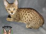 F4 Female Savannah Peach - Savannah Cat For Sale - Warren&comma; PA&comma; US