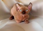 Olivka - Bambino Cat For Sale - Pembroke Pines&comma; FL&comma; US