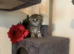 Tiger cubs - Scottish Fold Cat For Sale/Service - Philadelphia&comma; PA&comma; US