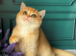 Amyly - British Shorthair Cat For Sale - Glendale&comma; CA&comma; US