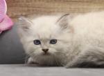 Freedom of Romanov Dynasty - Siberian Cat For Sale - Ashburn&comma; VA&comma; US