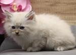 Frosty of Romanov Dynasty - Siberian Cat For Sale - Ashburn&comma; VA&comma; US