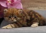 Golden of Romanov Dynasty - Siberian Cat For Sale - Ashburn&comma; VA&comma; US