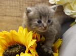 Hanita of Romanov Dynasty - Siberian Cat For Sale - Ashburn&comma; VA&comma; US