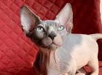 Elvis - Bambino Cat For Sale - Norwalk&comma; CT&comma; US