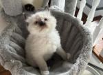 Duke READY OCTOBER 2 - Ragdoll Cat For Sale - Mount Joy&comma; PA&comma; US